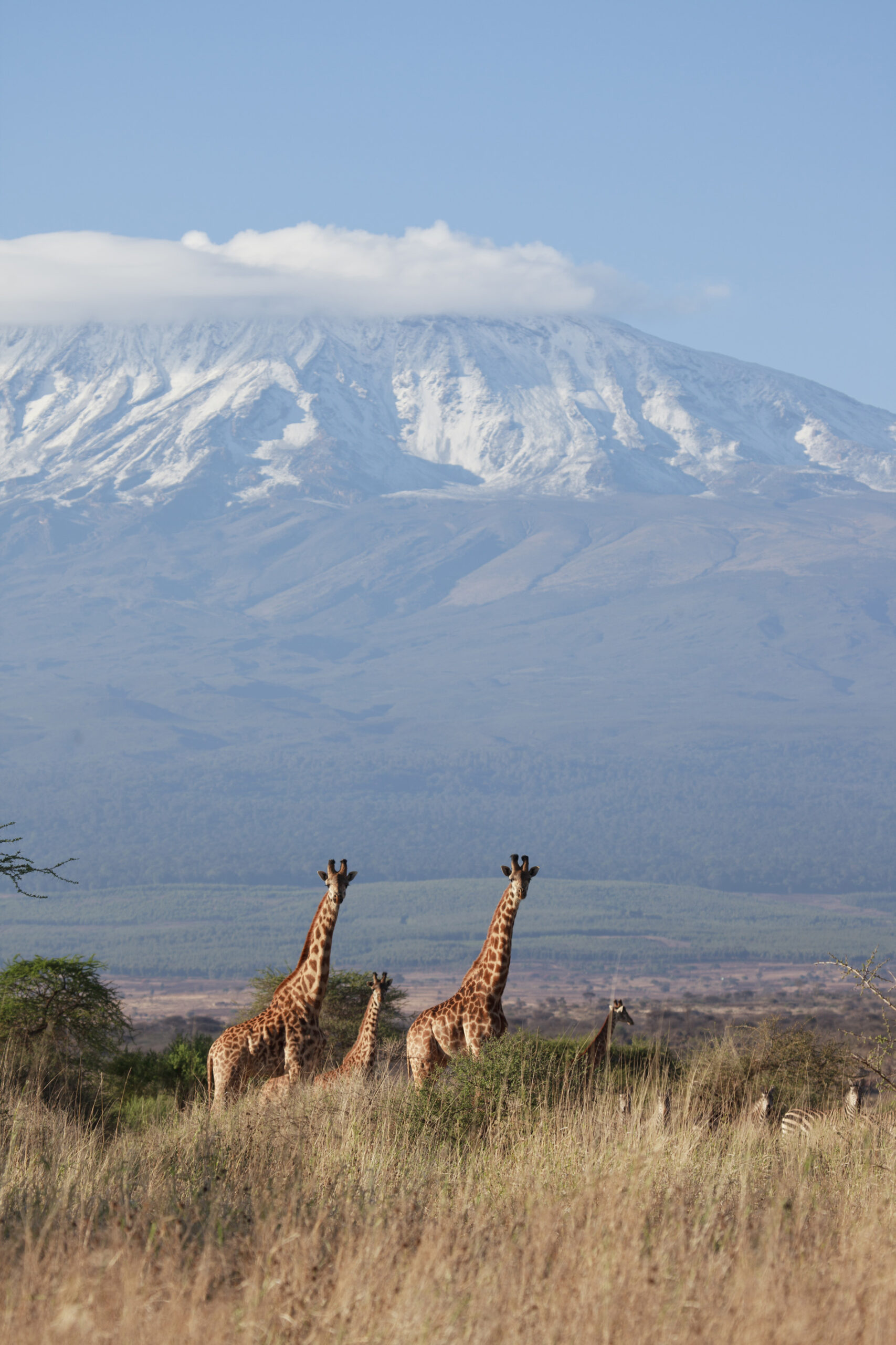 Elerai Camp Amboseli Park Kilimanjaro View